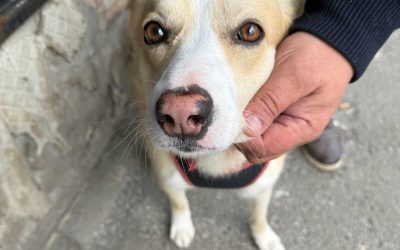 Primăria București oferă sterilizare GRATUITĂ pentru câinii fără stăpân: Cum te înscrii?