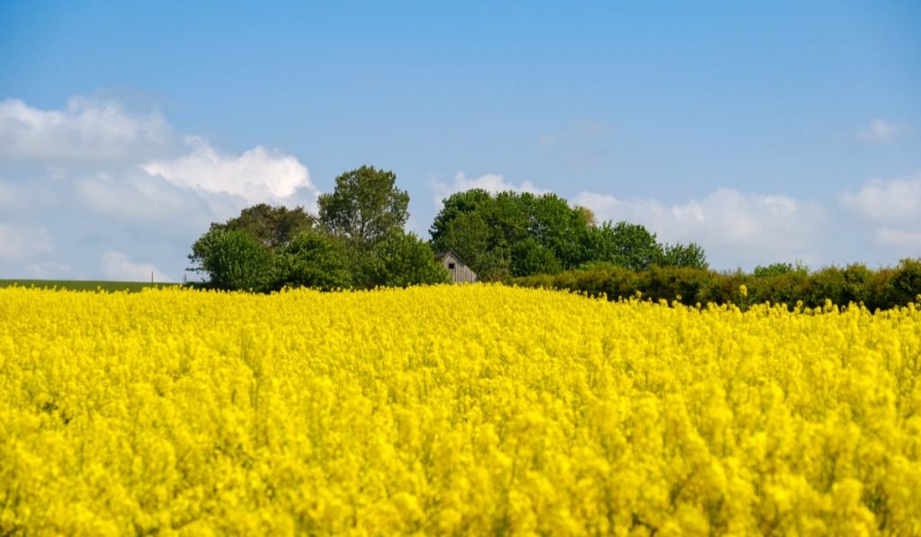 România, lider european la rapiță: Germania, dependentă de producția autohtonă