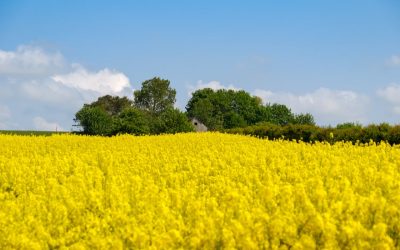 România, lider european la rapiță: Germania, dependentă de producția autohtonă