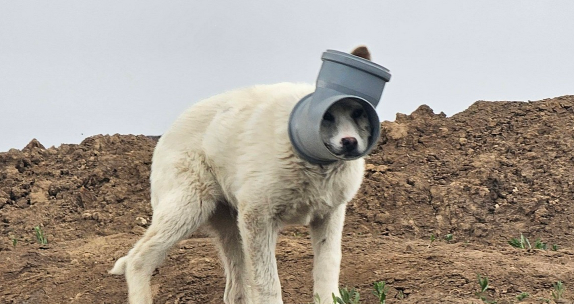 Câine disperat, cu capul blocat într-o țeavă în Ilfov. Apel URGENT de ajutor