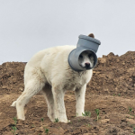 Câine disperat, cu capul blocat într-o țeavă în Ilfov. Apel URGENT de ajutor