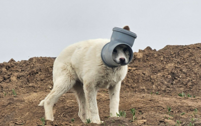 Un câine cu capul blocat într-o țeavă încă este de negăsit, la aproape o săptămână de la ultima semnalare a incidentului