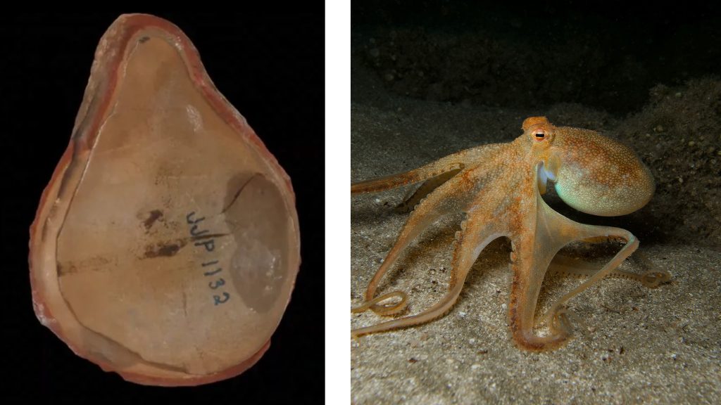 Marea Păcăleală: Caracatița Record S-a Dovedit A Fi… Altcineva