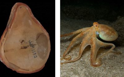 Marea Păcăleală: Caracatița Record S-a Dovedit A Fi… Altcineva