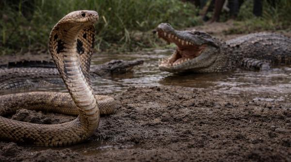 Țară, șoc total împotriva imigrației: ce măsură INEDITĂ pregătește