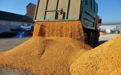 Viterra România a înregistrat în 2025 o creștere a cifrei de afaceri cu 28% față de anul precedent, ajungând la 2,4 miliarde de lei, însă a trecut în zona neprofitabilă, înregistrând o pierdere de 16,9 milioane de lei