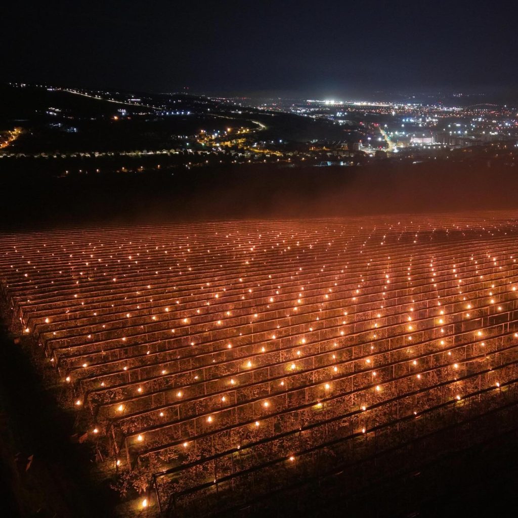 O livadă de cireșe, 40.000€ „arși”! Un agricultor își salvează recolta