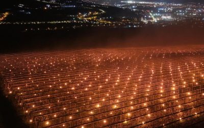 O livadă de cireșe, 40.000€ „arși”! Un agricultor își salvează recolta