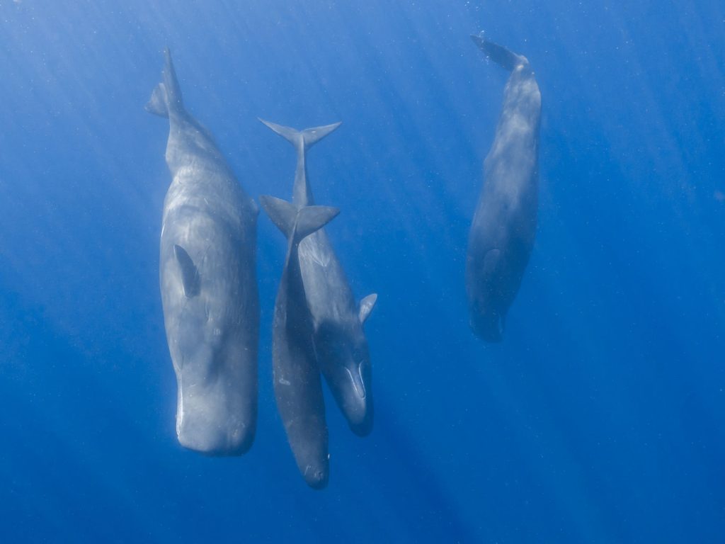 Cașaloții comunică precum oamenii: Au descifrat cercetătorii secretele vocilor lor