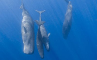 Cașaloții comunică precum oamenii: Au descifrat cercetătorii secretele vocilor lor