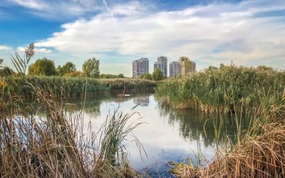 Un proiect urban eșuat din vremea comunismului a renăscut, după 1989, ca o oază de biodiversitate în inima Capitalei