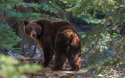 Primarul din Cluj, sfat inedit: „Mergeți la biserică cu zgomot, să speriem urșii”