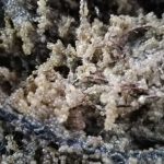 Șalăul, comoara Razim-Sinoie: Sezonul de eliberare a icrelor, încheiat!