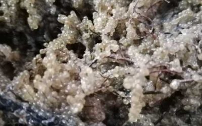 Șalăul, comoara Razim-Sinoie: Sezonul de eliberare a icrelor, încheiat!