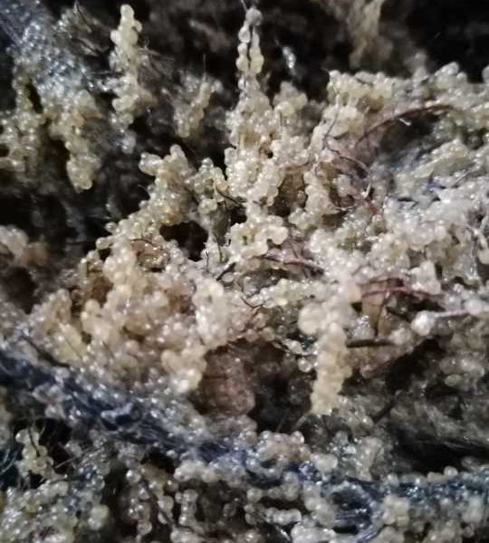 Șalăul, comoara Razim-Sinoie: Sezonul de eliberare a icrelor, încheiat!