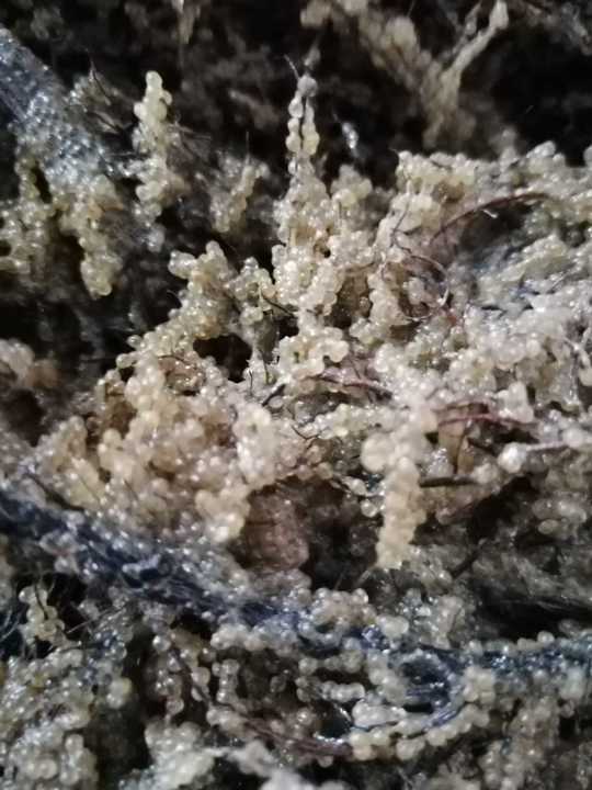 Șalăul, comoara Razim-Sinoie: Sezonul de eliberare a icrelor, încheiat!