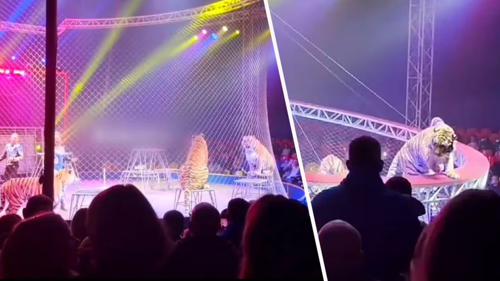 Tigru scăpat din cușcă: Panică în arenă! Ce a urmat pentru spectatori