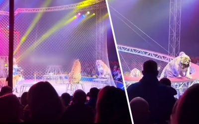 Tigru scăpat din cușcă: Panică în arenă! Ce a urmat pentru spectatori