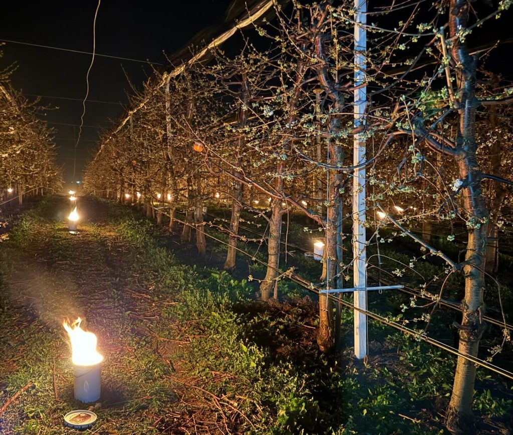 Patruzeci de mii de euro, arși pentru a salva cireșii de îngheț