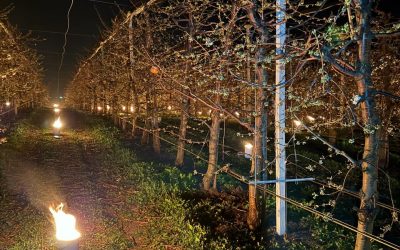 Patruzeci de mii de euro, arși pentru a salva cireșii de îngheț