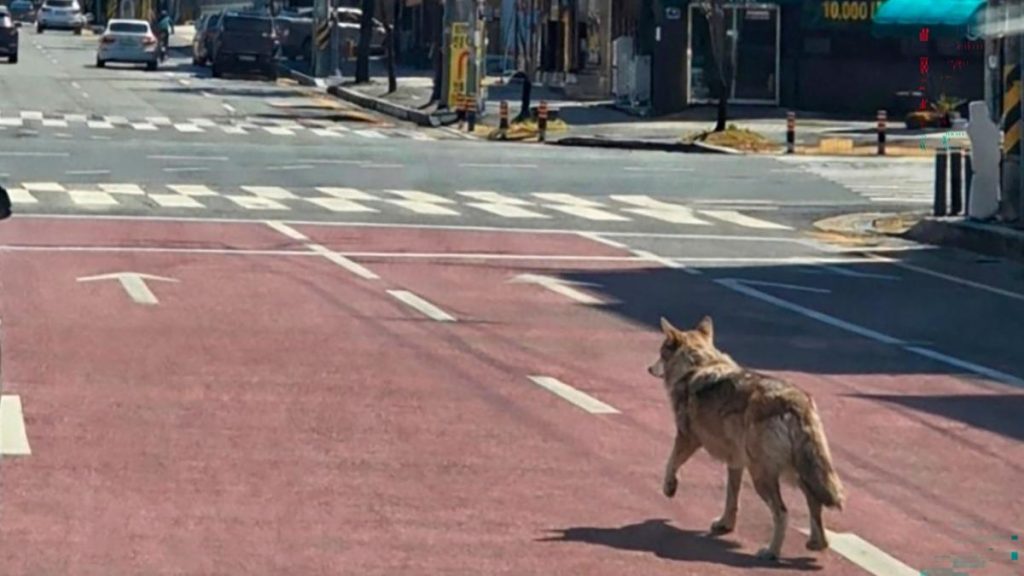 Lupul evadat, vedetă în Coreea de Sud, prins după nouă zile de libertate