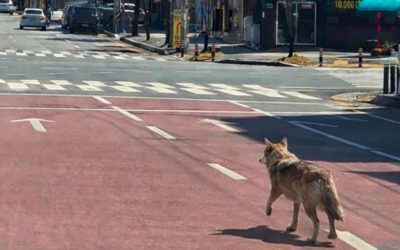 Lupul evadat, vedetă în Coreea de Sud, prins după nouă zile de libertate