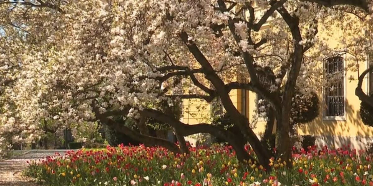 Magnoliile din Oradea, în floare: Palatul Baroc, asaltat de vizitatori