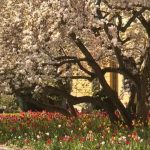 Magnoliile din Oradea, în floare: Palatul Baroc, asaltat de vizitatori
