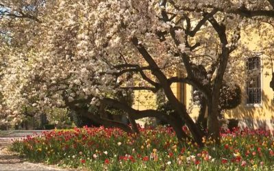 Primăvara aceasta, Oradea se scaldă într-o explozie de culoare datorită magnoliilor seculare din parcul Palatului Baroc