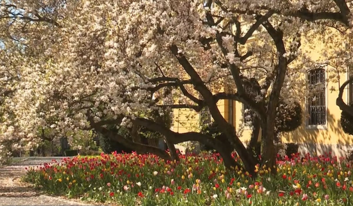 Primăvara aceasta, Oradea se scaldă într-o explozie de culoare datorită magnoliilor seculare din parcul Palatului Baroc