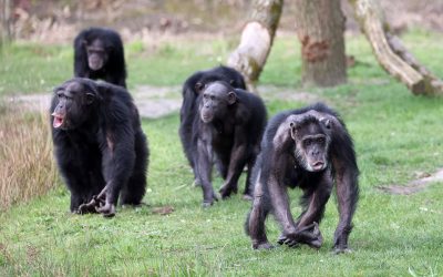 Cimpanzeii sălbatici, despărțiți pentru totdeauna: Drama din 2018