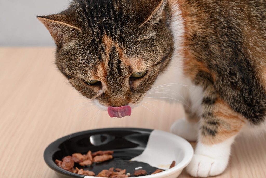 Încălziți mâncarea pisicii: Studiu ȘTIINȚIFIC dezvăluie beneficii!