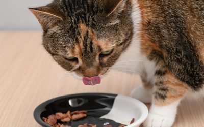Încălziți mâncarea pisicii: Studiu ȘTIINȚIFIC dezvăluie beneficii!