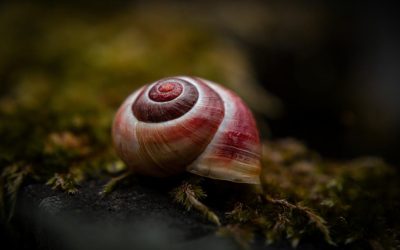 Melcul Vampir, propus de Italia la titlul „Molusca anului”: Se hrănește cu sângele peștilor