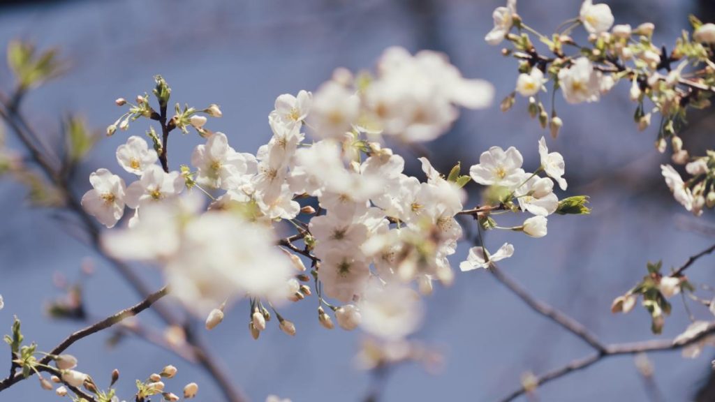 Soare și temperaturi normale: Gata cu gerul, vine vremea bună în România