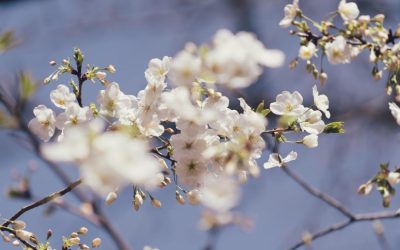 Soare și temperaturi normale: Gata cu gerul, vine vremea bună în România