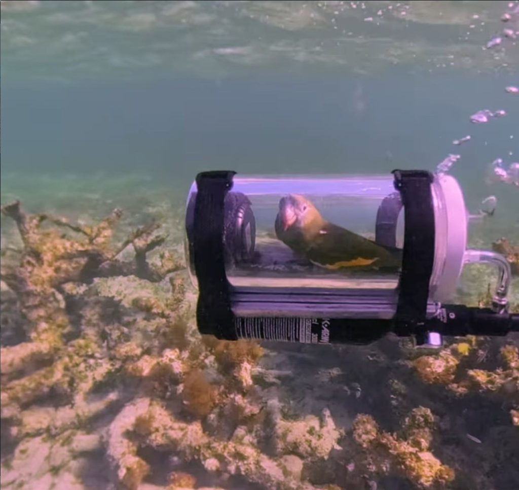 Un submarin pentru un papagal: Invenția unui bărbat uimește lumea