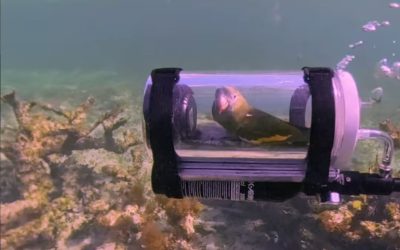 Un submarin pentru un papagal: Invenția unui bărbat uimește lumea