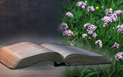 Nardul, planta „miraculoasă” cu efecte mistice: Secretul vindecător?