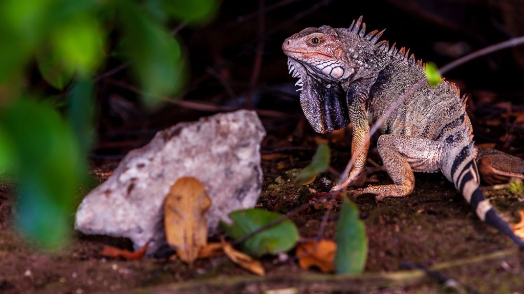 Ochii vertebratelor, un singur ochi uriaș la început: Descoperire ȘOC