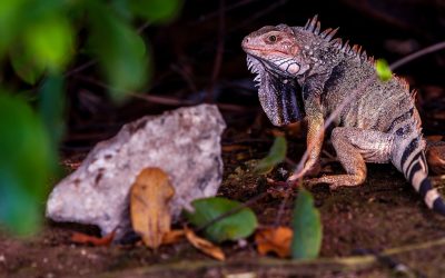 Ochii vertebratelor, un singur ochi uriaș la început: Descoperire ȘOC