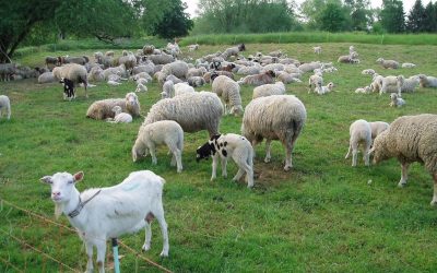 Zoofil în serie prins în Franța: Detalii ȘOCANTE despre crimă