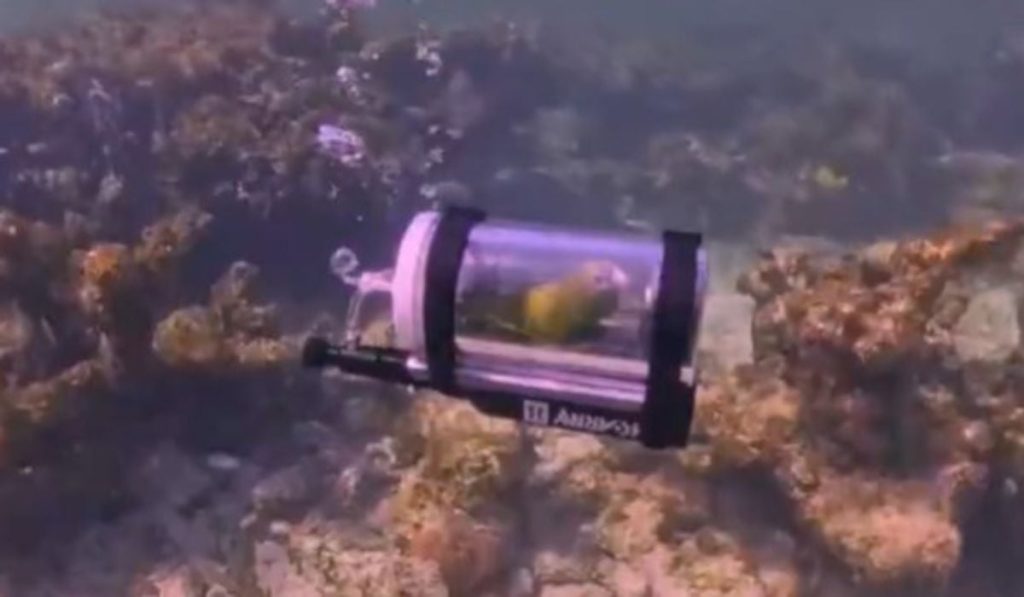 Pasărea papagal, scufundată în Atlantic într-un submarin: „Mai bine decât colivia!”