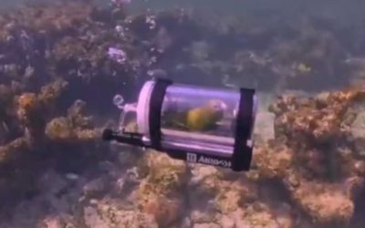 Pasărea papagal, scufundată în Atlantic într-un submarin: „Mai bine decât colivia!”