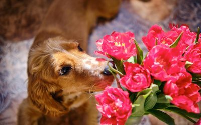 Florii devine din ce în ce mai mult o sărbătoare în care grijile legate de siguranța animalelor de companie influențează alegerile de pliu
