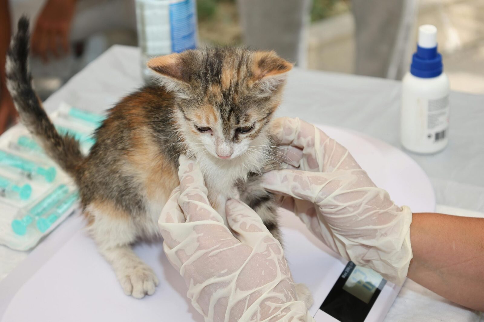 Agenția Europeană dă undă verde primului vaccin veterinar ARN din UE