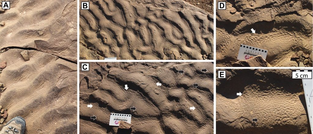 Cercetătorii au descoperit roci misterioase cu „piele de elefant”