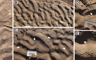 Cercetătorii au descoperit roci misterioase cu „piele de elefant”