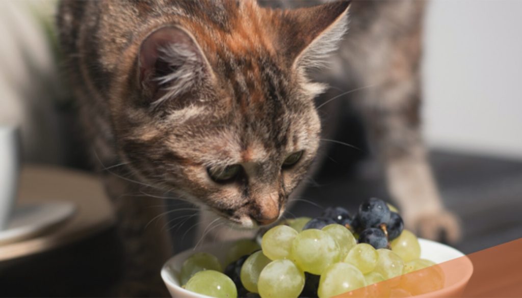 Alimentele interzise pentru pisici: ce trebuie să știi pentru a evita tragedii Mulți stăpâni de pisici cred că le fac un bine atunci când le oferă „puțin din farfuria lor”