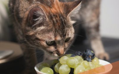 Alimentele interzise pentru pisici: ce trebuie să știi pentru a evita tragedii Mulți stăpâni de pisici cred că le fac un bine atunci când le oferă „puțin din farfuria lor”